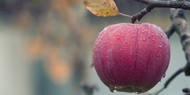 apple আপেল খাওয়ার স্বাস্থ্য উপকারিতা