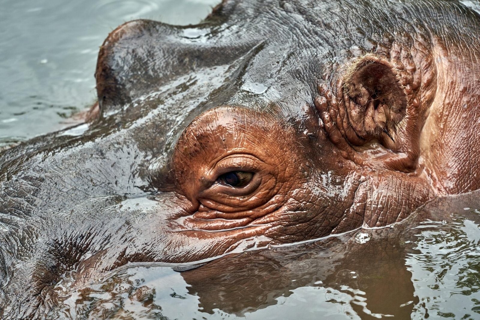 জলহস্তীর দুধ - এটা কি সত্যিই গোলাপী?